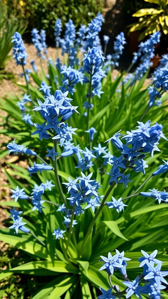 Cluster of blue star flowers amidst green leaves.