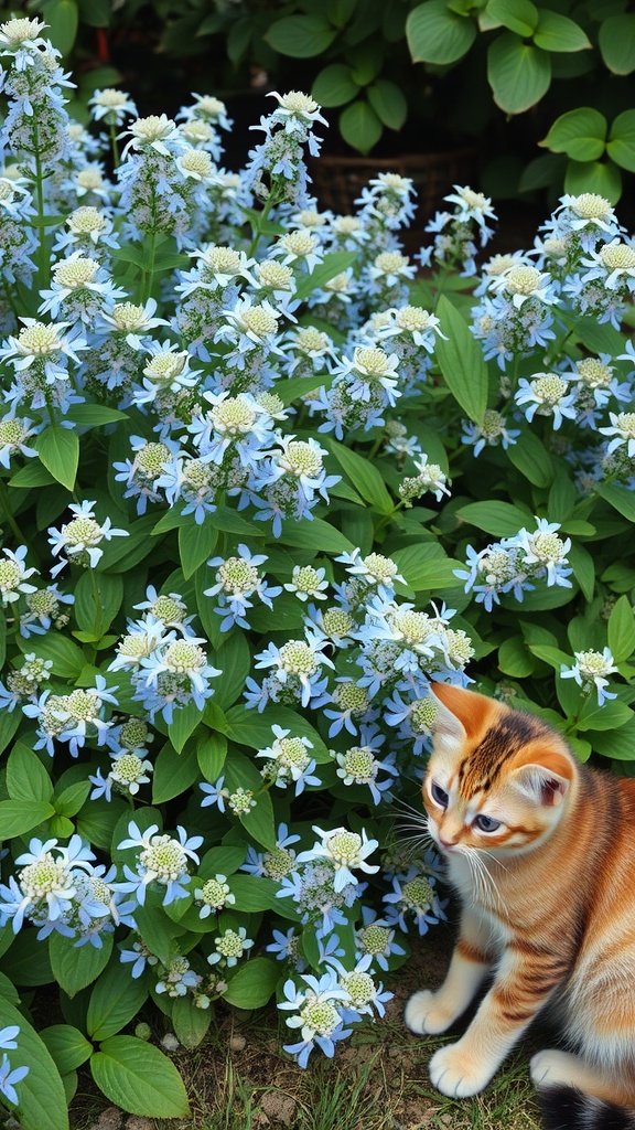 A small orange tabby cat sitting beside blooming catmint flowers in a garden.
