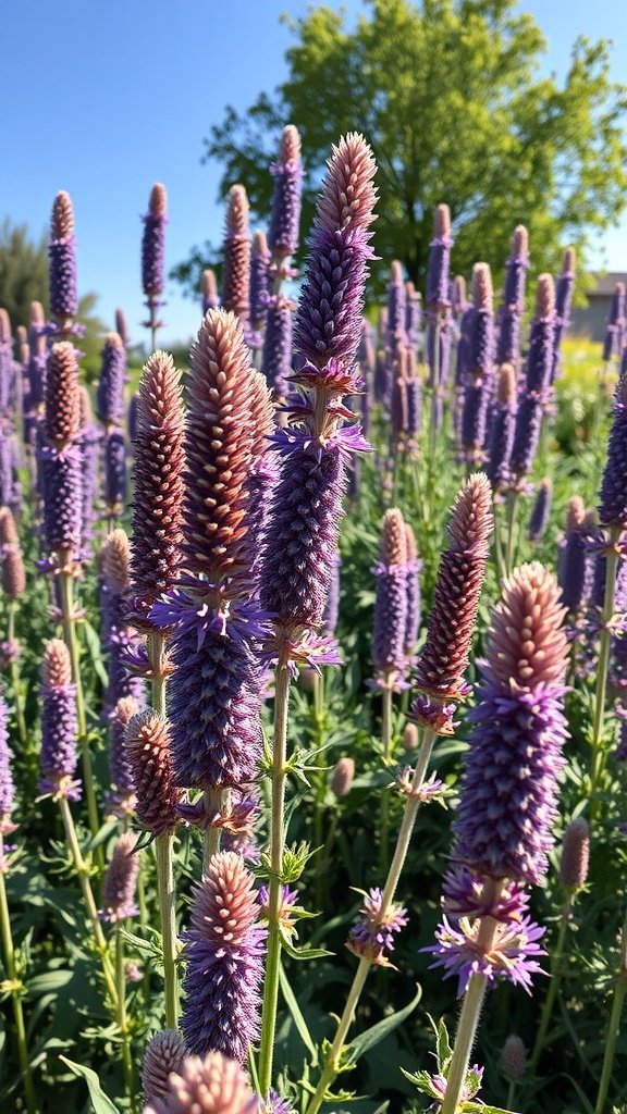 Purple spikes of Russian Sage flowers in a sunny garden