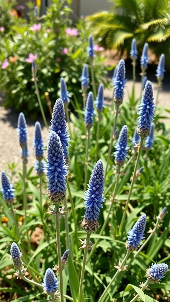 Blue Veronica flowers in a sunny garden setting.